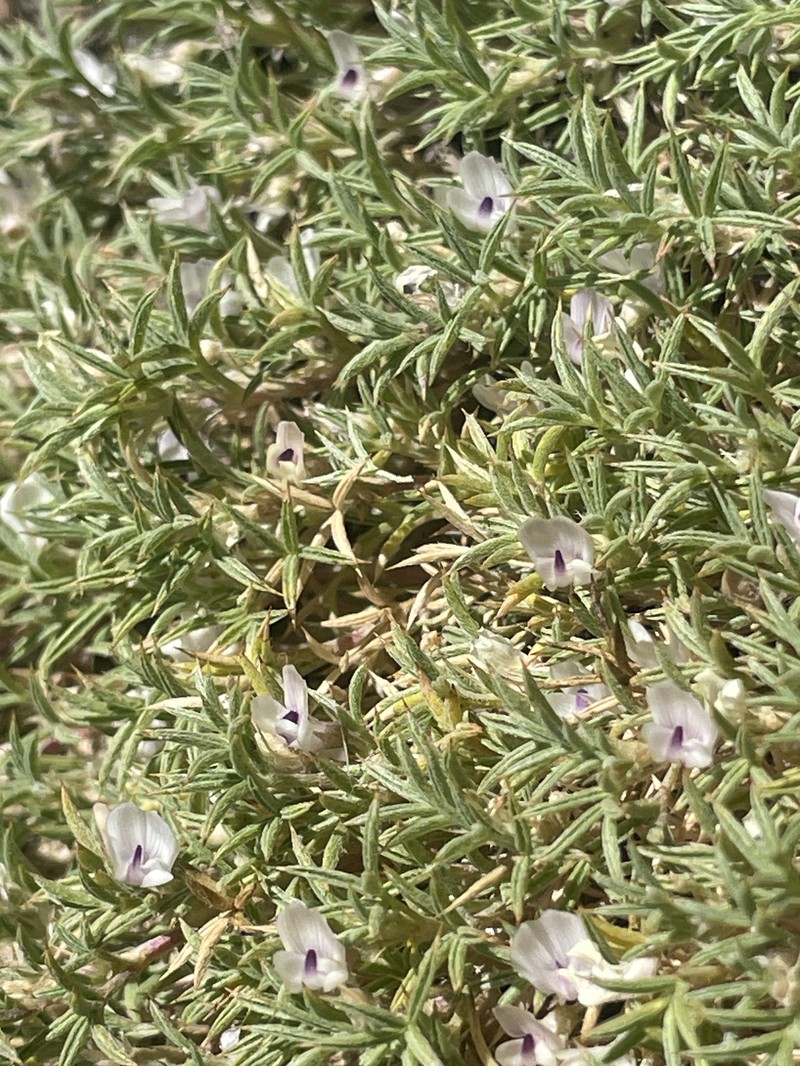 Astragalus kentrophyta var. danaus photo 2