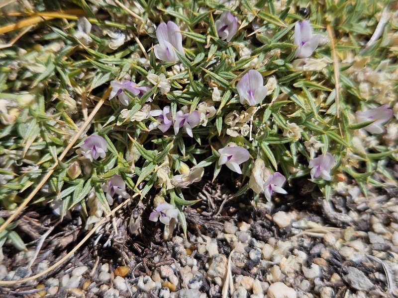 Astragalus kentrophyta var. danaus photo 3