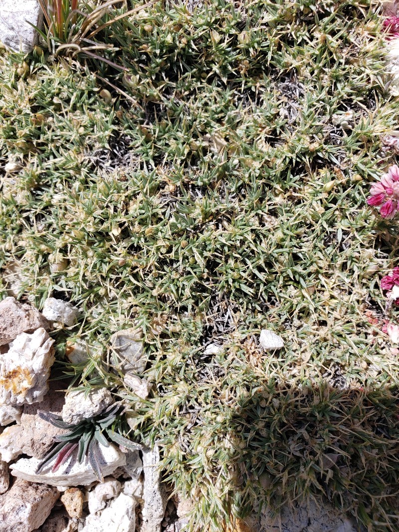 Astragalus kentrophyta var. danaus photo 4