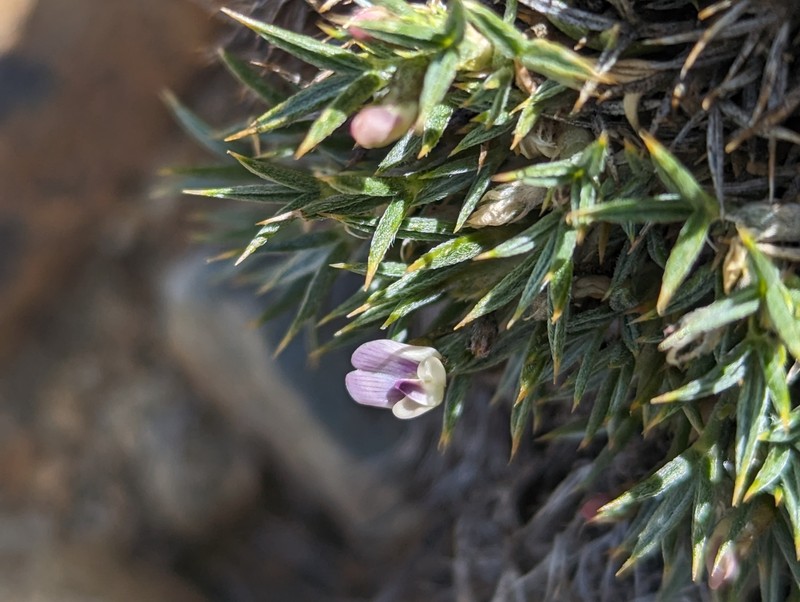 Astragalus kentrophyta var. danaus photo 5