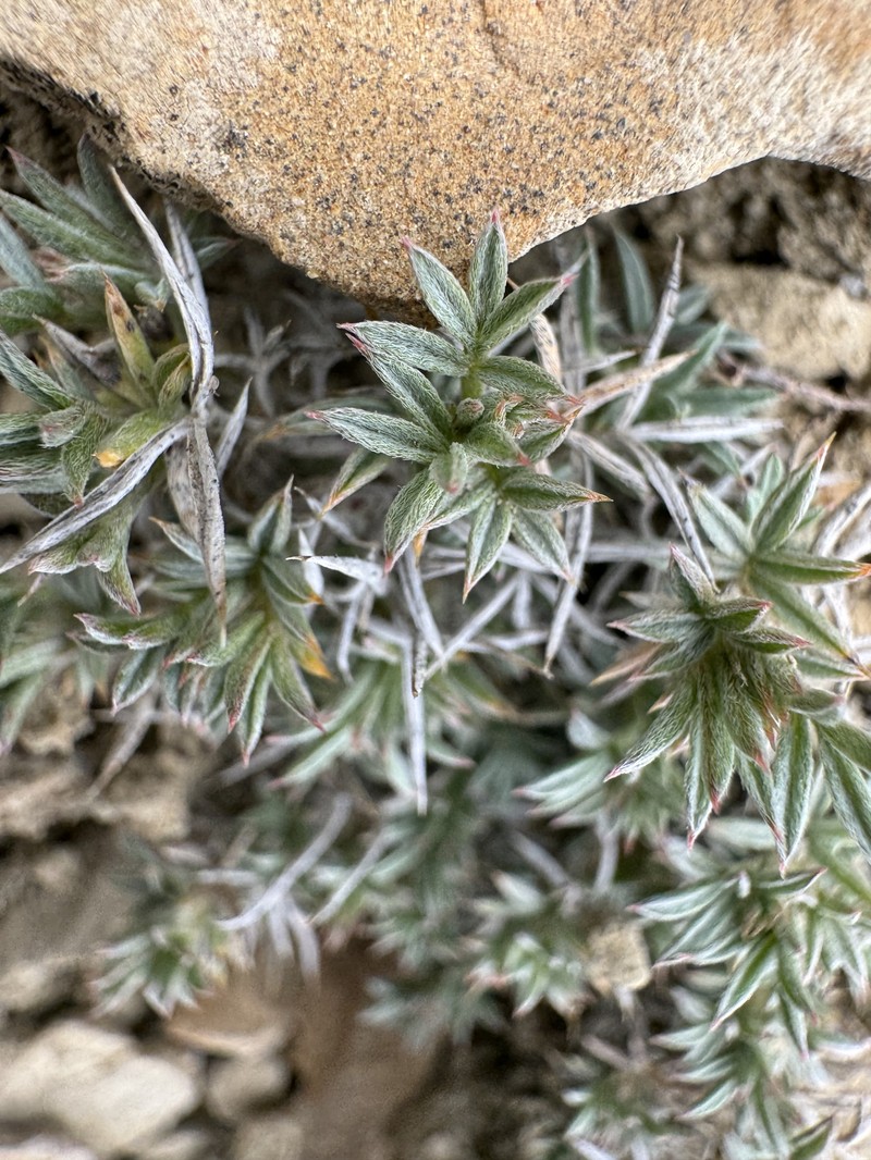 Astragalus kentrophyta var. elatus
