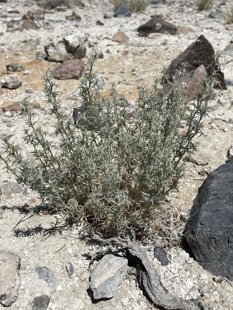 Astragalus kentrophyta var. elatus photo 4