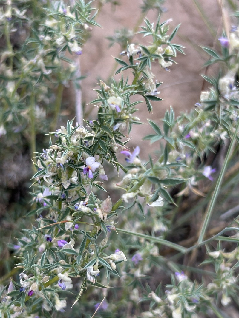 Astragalus kentrophyta var. elatus photo 6