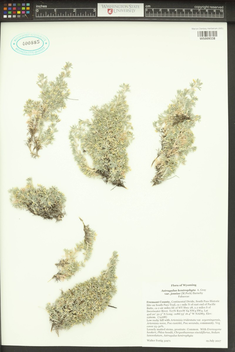Astragalus kentrophyta var. jessiae photo 2