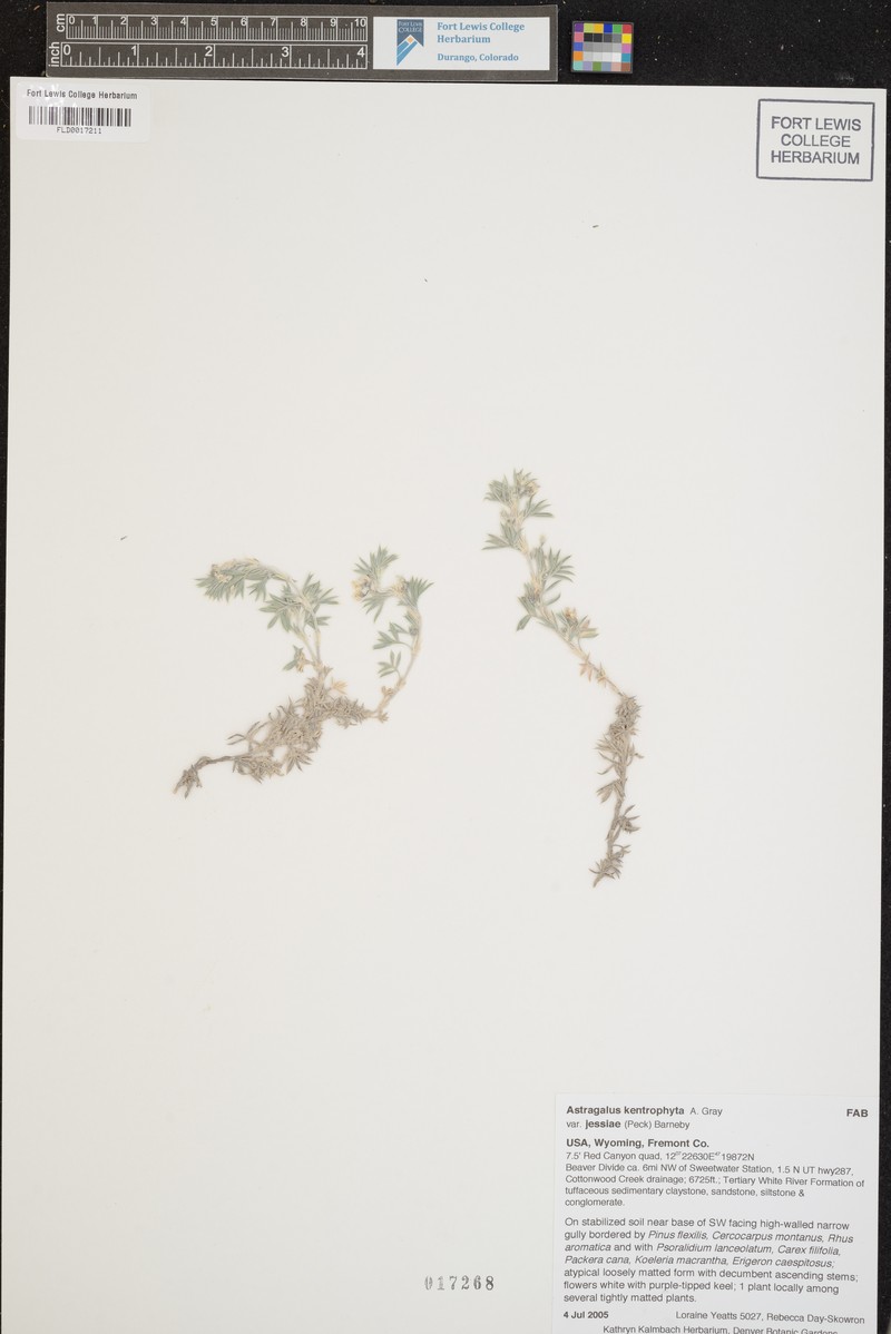 Astragalus kentrophyta var. jessiae photo 3