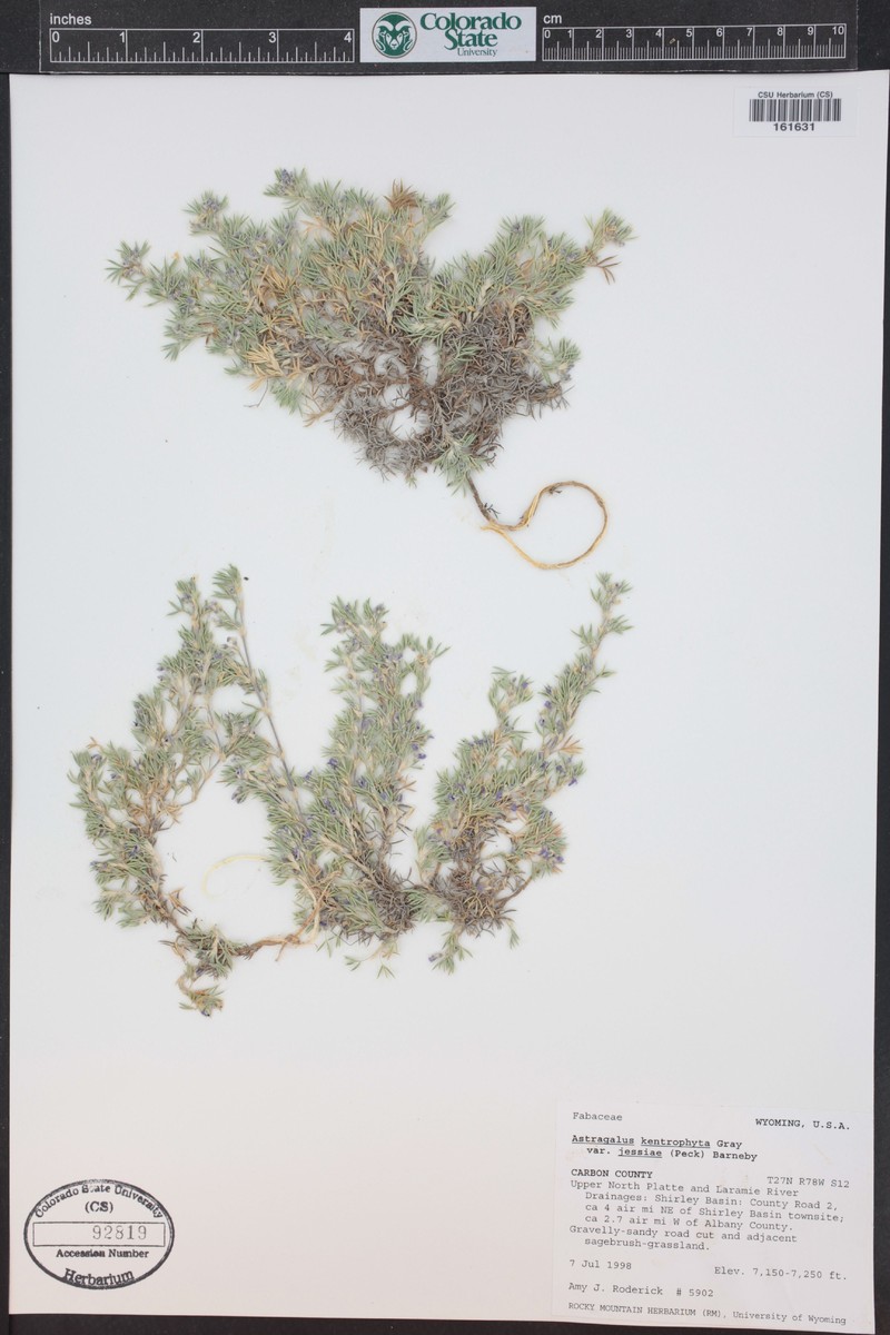 Astragalus kentrophyta var. jessiae photo 4