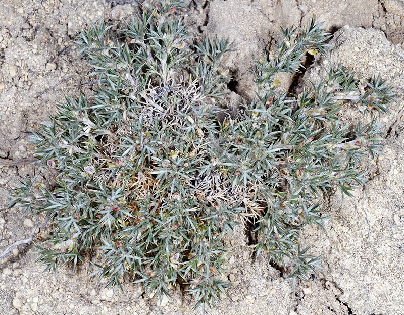 Astragalus kentrophyta var. jessiae
