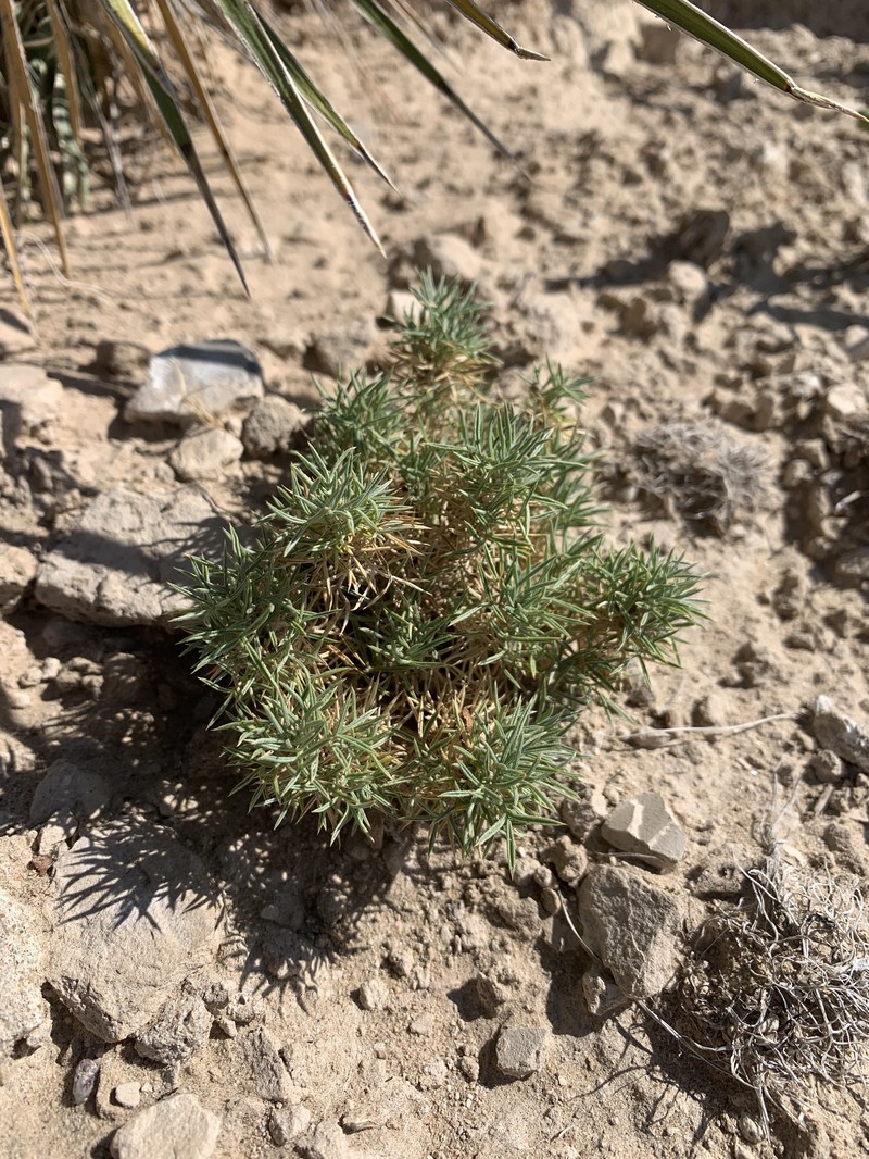 Astragalus kentrophyta var. kentrophyta