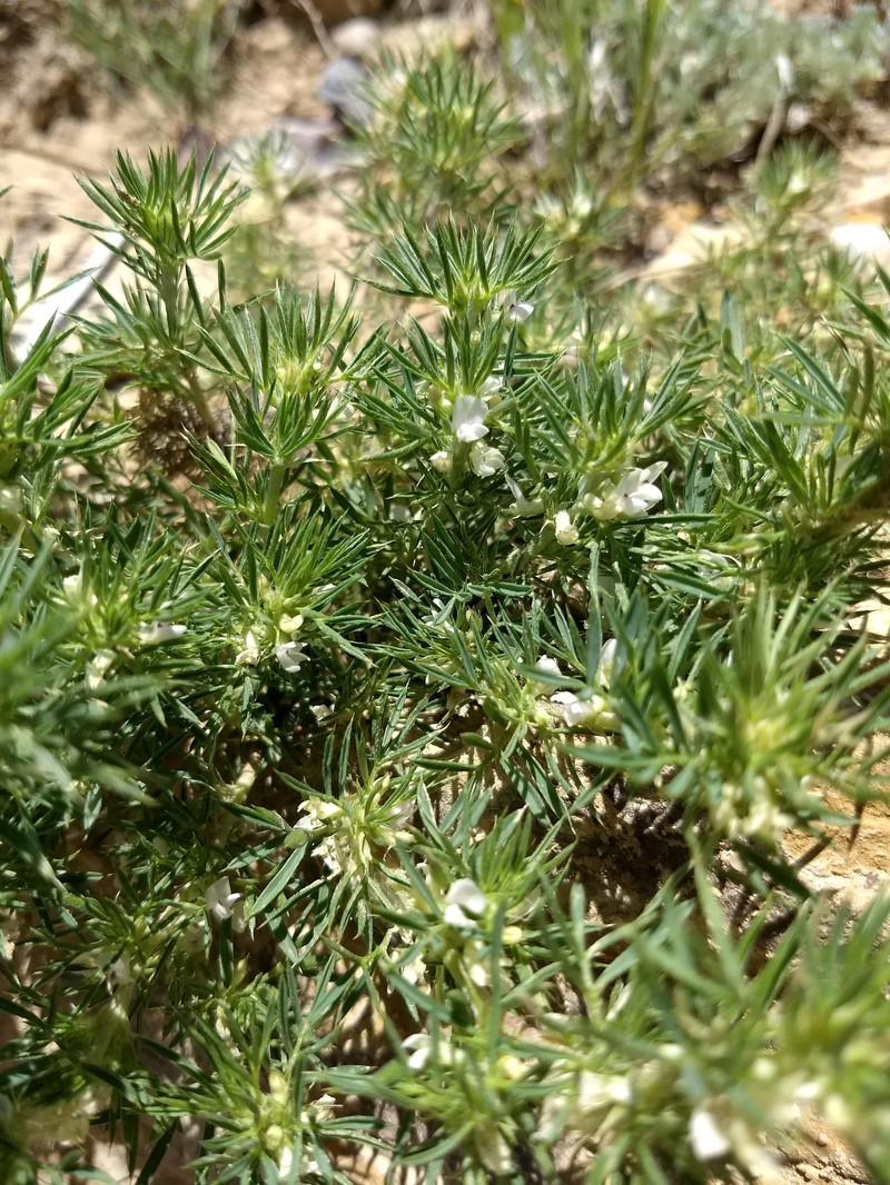 Astragalus kentrophyta var. kentrophyta photo 2
