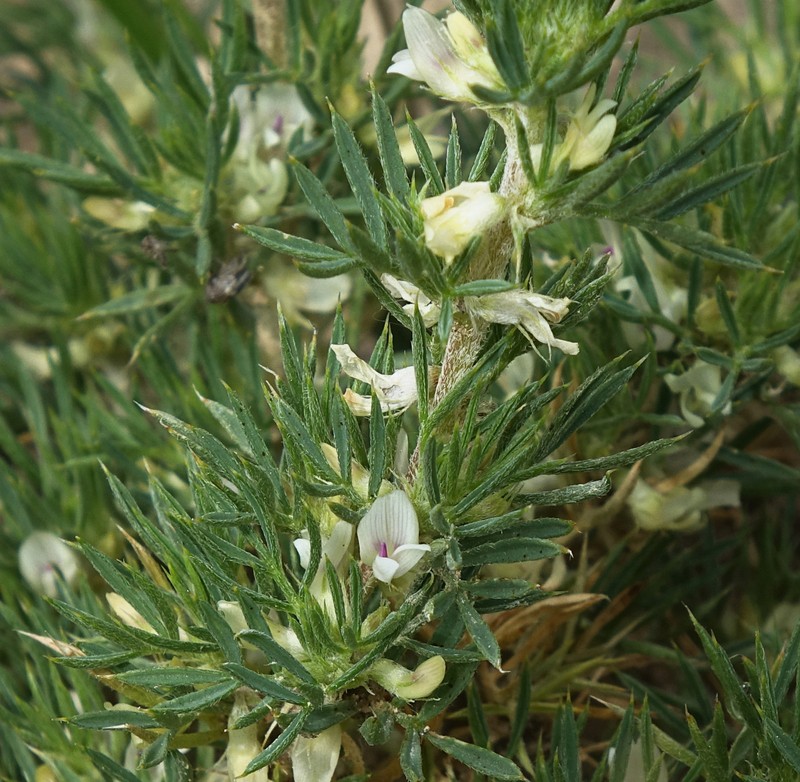 Astragalus kentrophyta var. kentrophyta photo 3