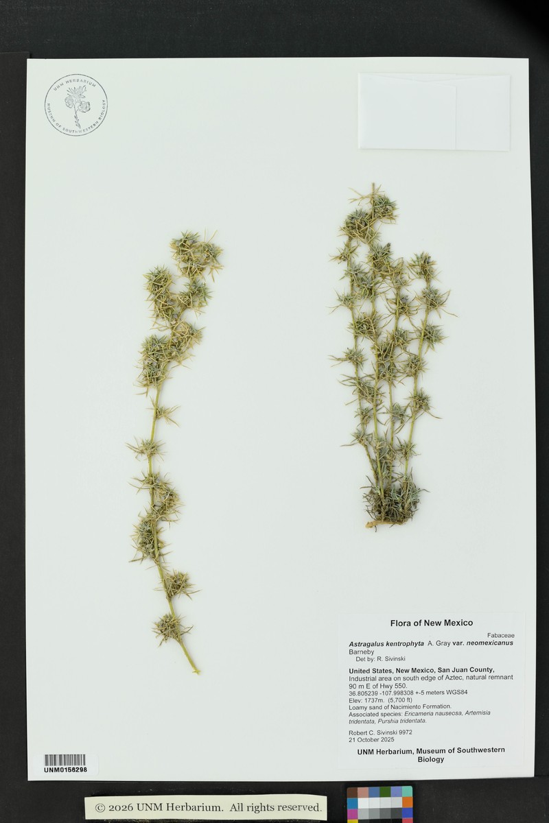 Astragalus kentrophyta var. neomexicanus photo 2