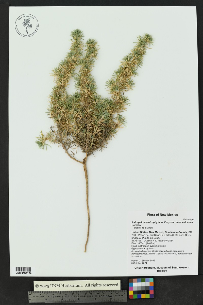 Astragalus kentrophyta var. neomexicanus photo 3