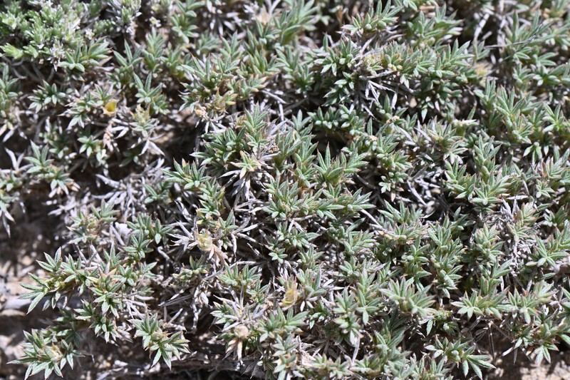 Astragalus kentrophyta var. tegetarius