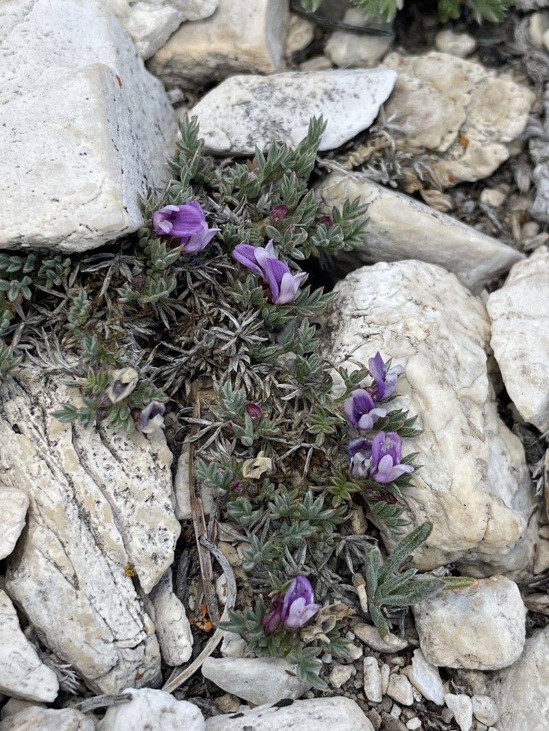 Astragalus kentrophyta var. tegetarius photo 2