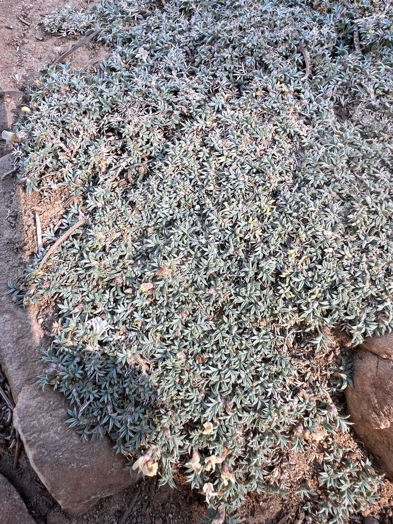 Astragalus kentrophyta var. tegetarius photo 3