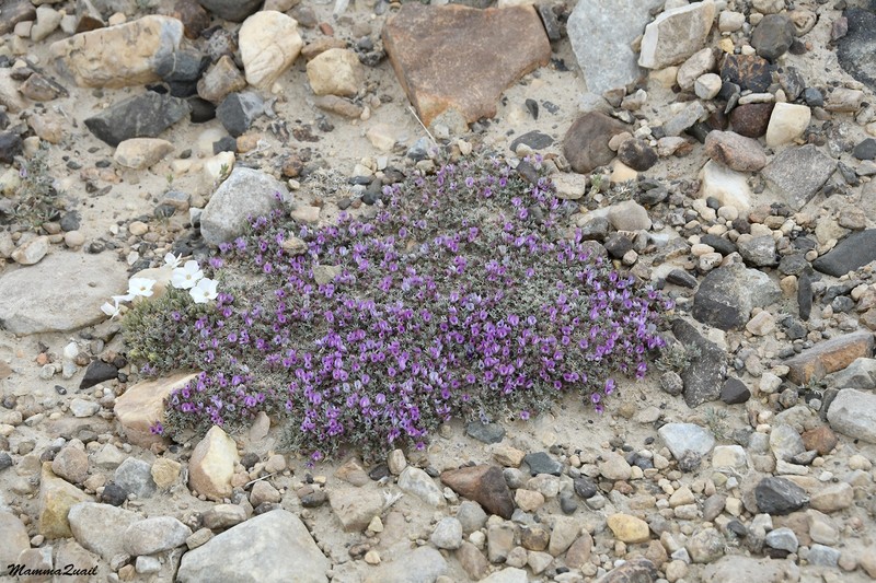Astragalus kentrophyta var. tegetarius photo 4
