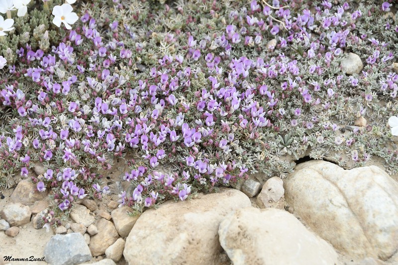 Astragalus kentrophyta var. tegetarius photo 5