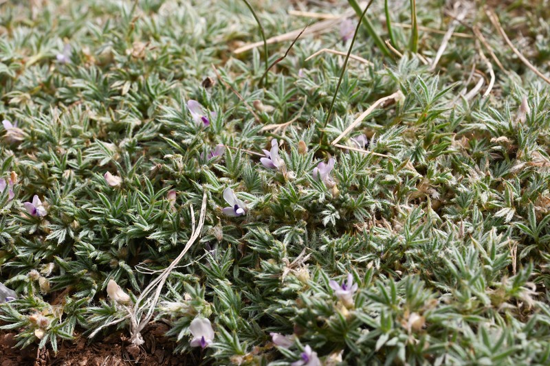 Astragalus kentrophyta var. tegetarius photo 6