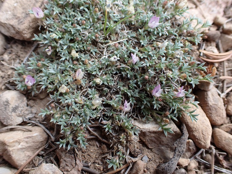 Astragalus kentrophyta var. tegetarius photo 8