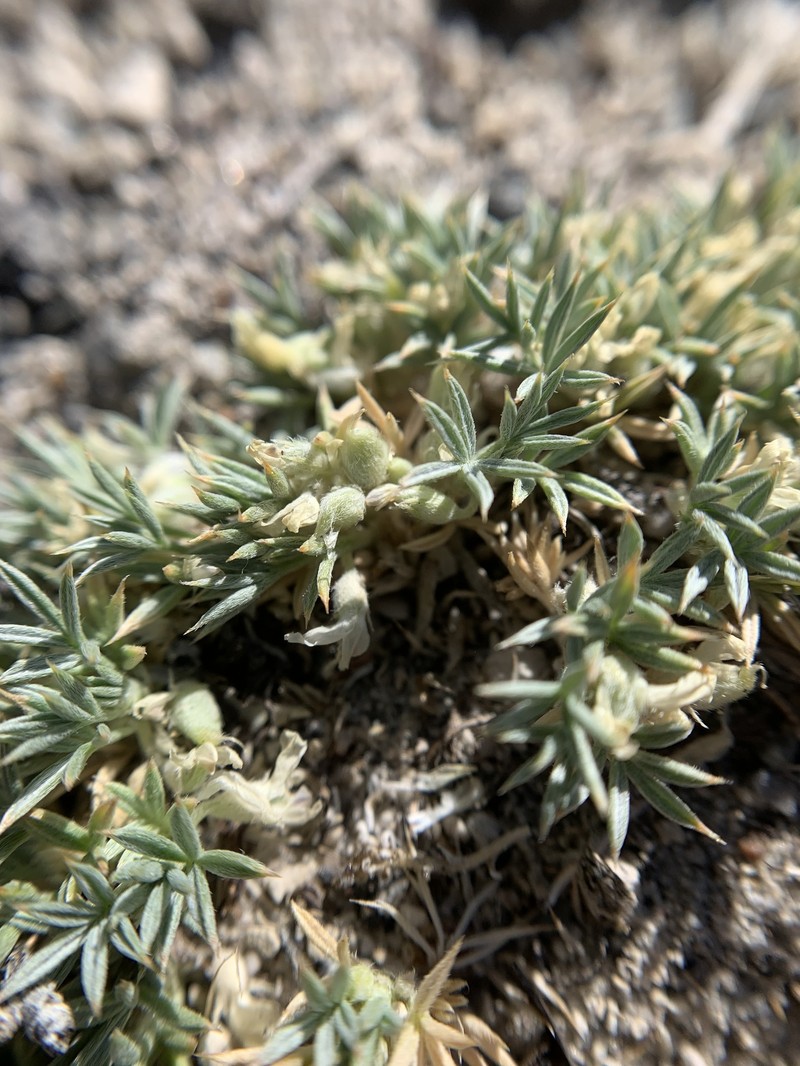 Astragalus kentrophyta var. ungulatus