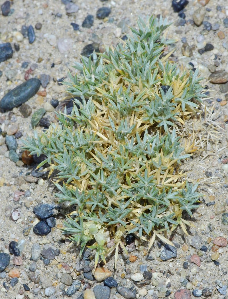 Astragalus kentrophyta var. ungulatus photo 2