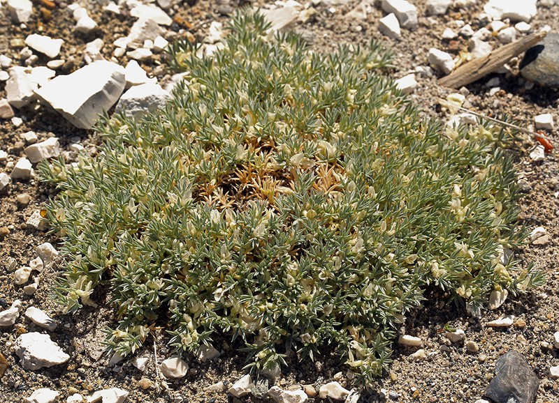 Astragalus kentrophyta var. ungulatus photo 3