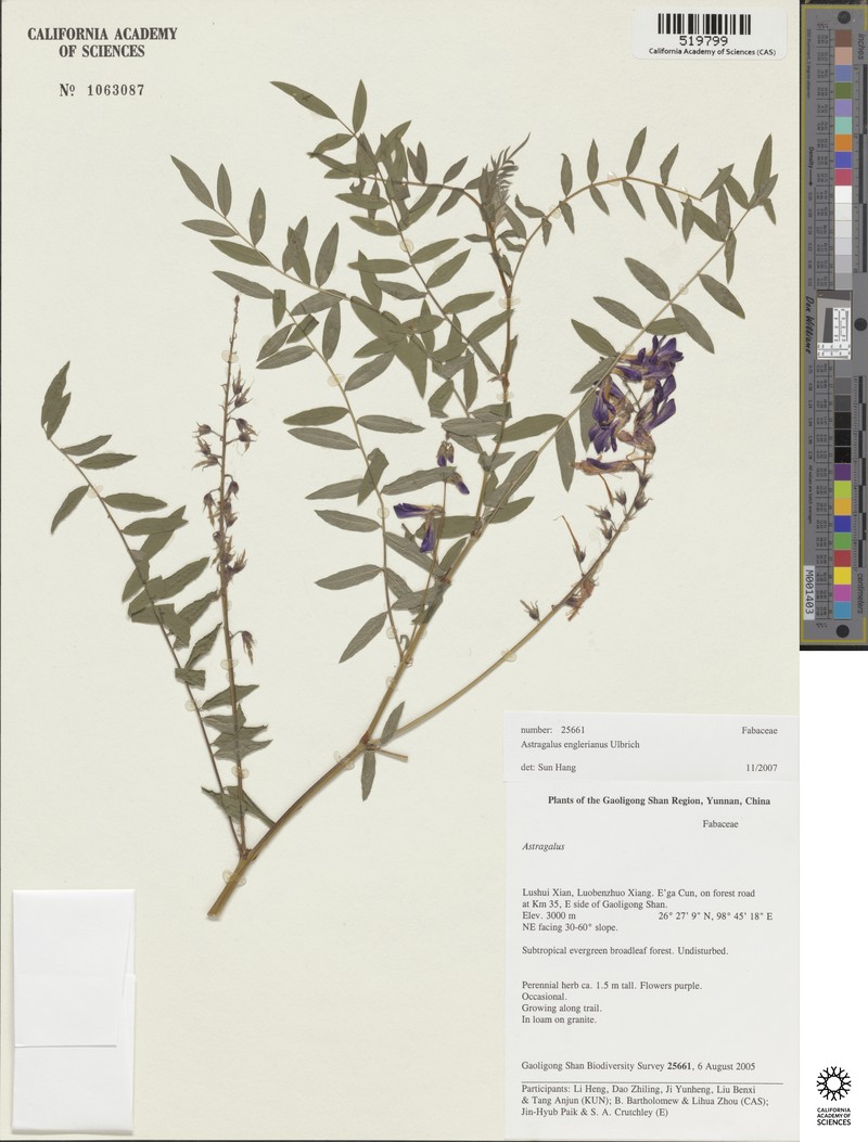 Astragalus khasianus