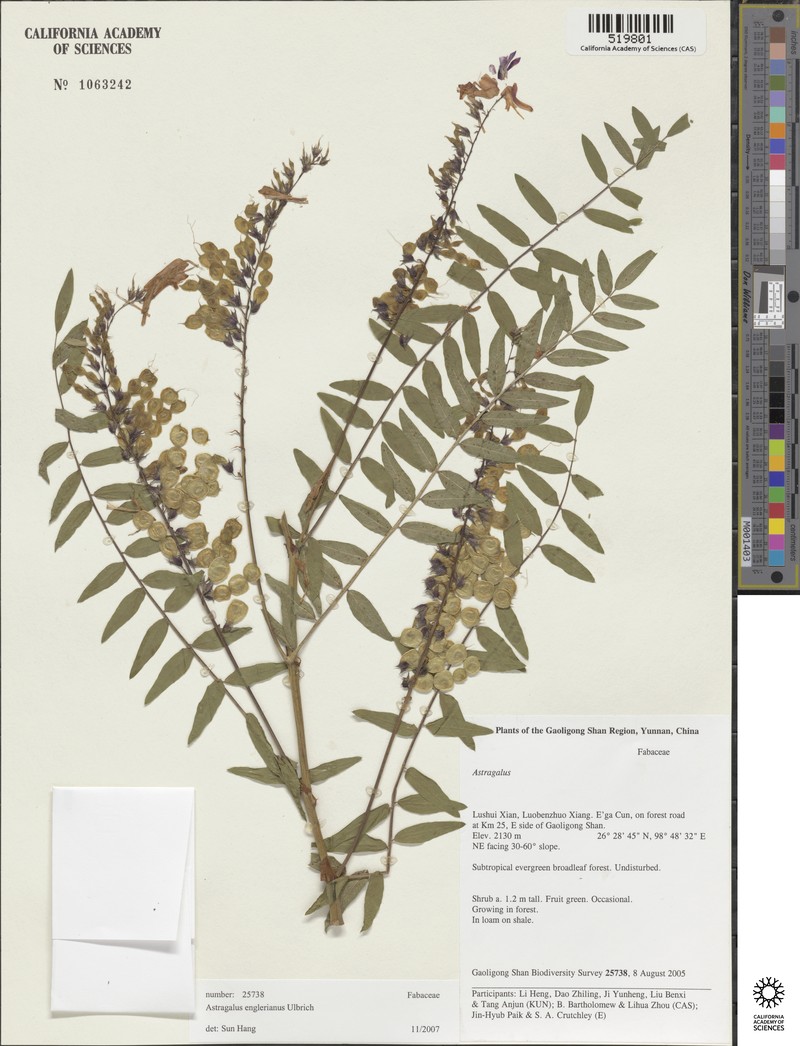 Astragalus khasianus photo 2