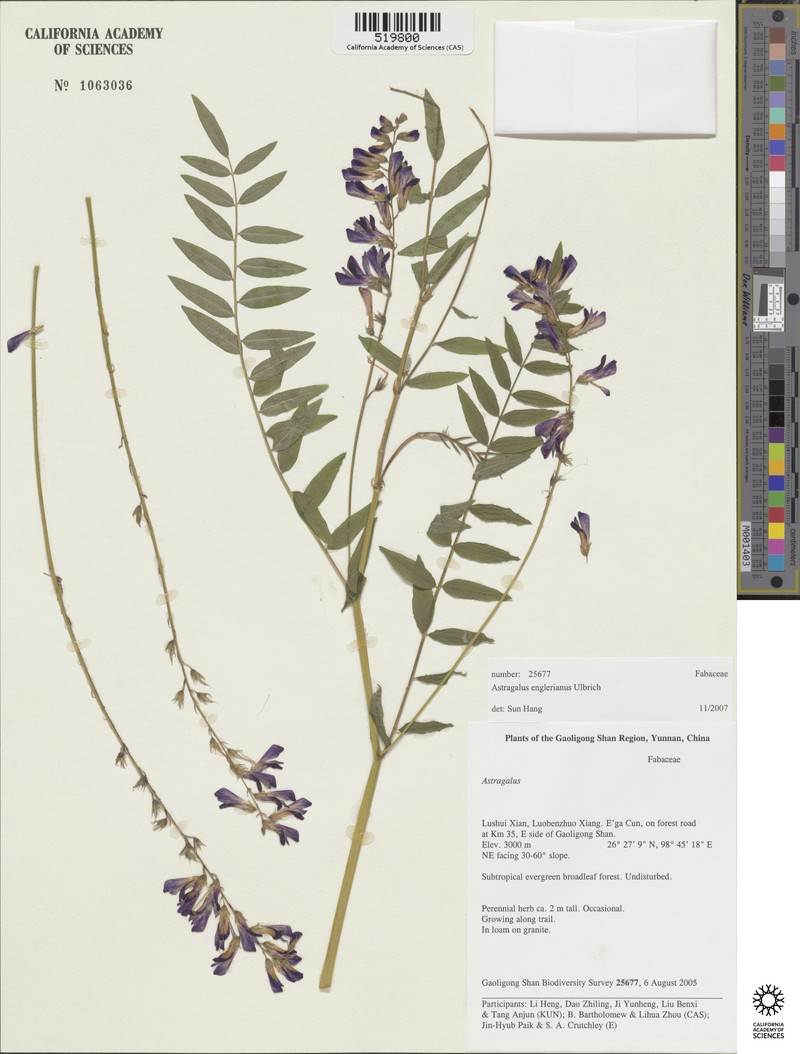 Astragalus khasianus photo 3