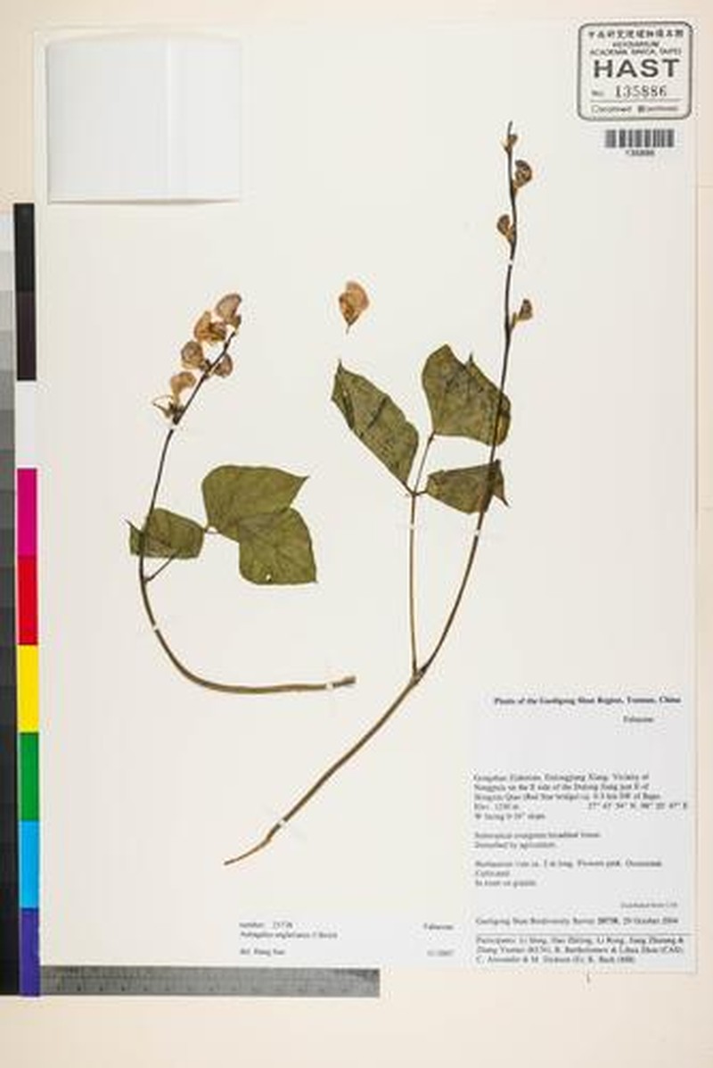 Astragalus khasianus photo 4