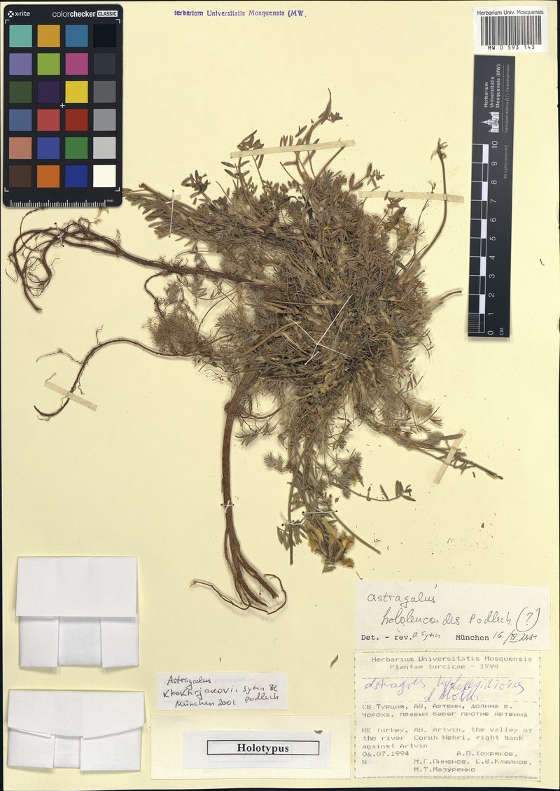 Astragalus khokhrjakovii