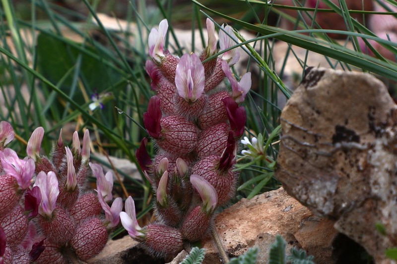 Astragalus khoshjailensis