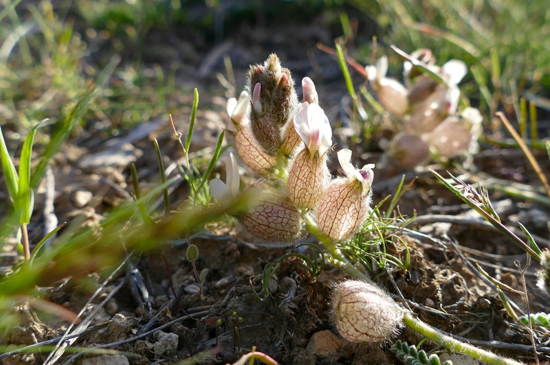 Astragalus khoshjailensis photo 2