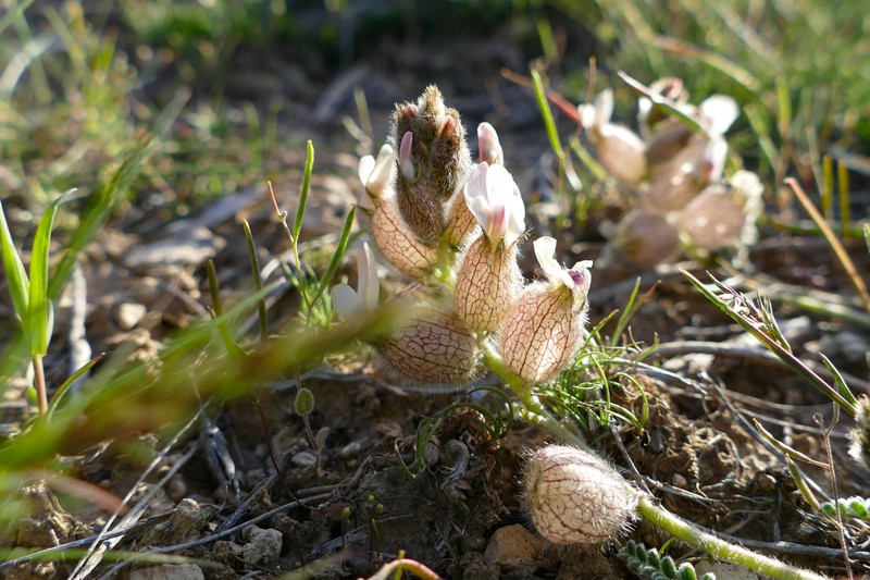 Astragalus khoshjailensis photo 4