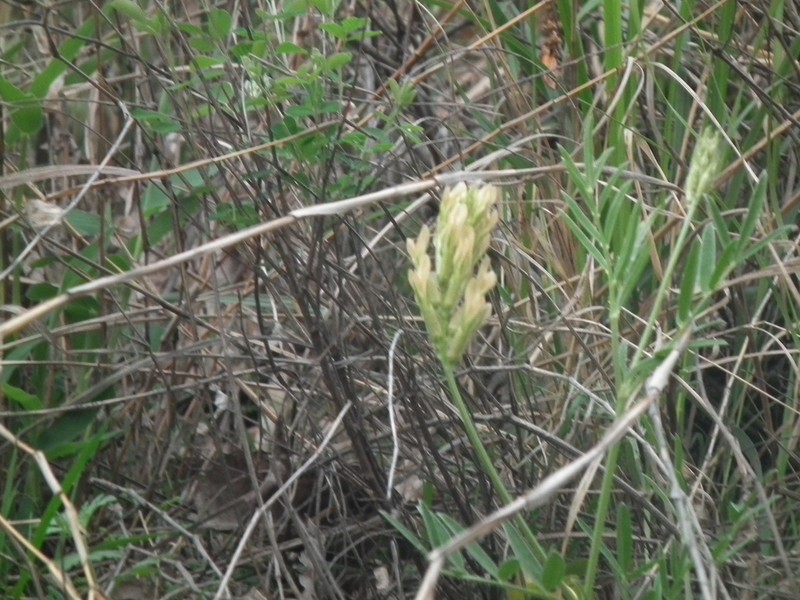 Astragalus kifonsanicus