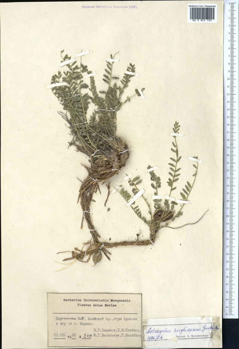 Astragalus kirghisorum