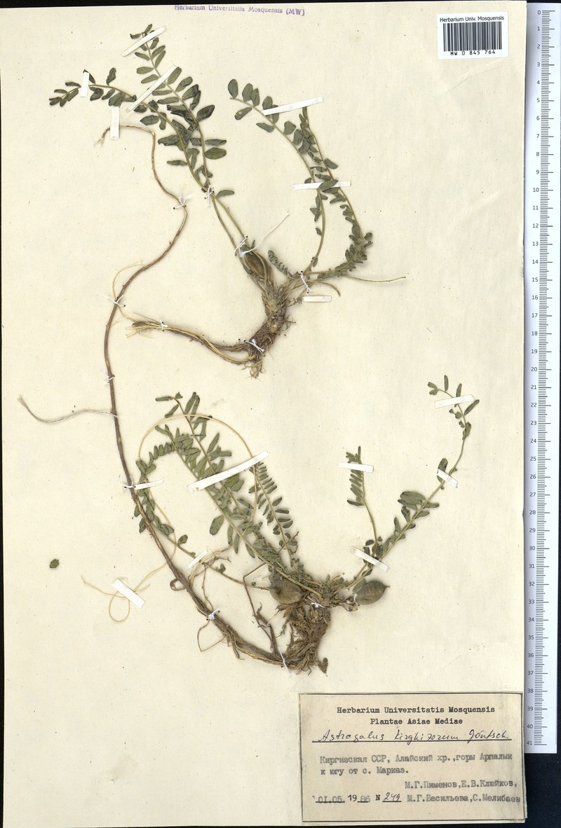 Astragalus kirghisorum photo 2