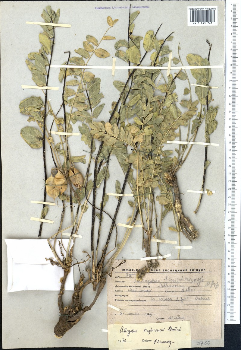 Astragalus kirghisorum photo 3