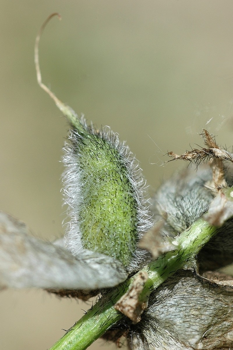 Astragalus kirilovii
