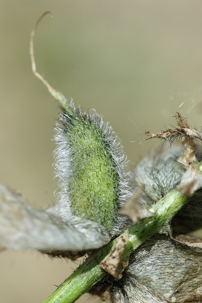 Astragalus kirilovii photo 2