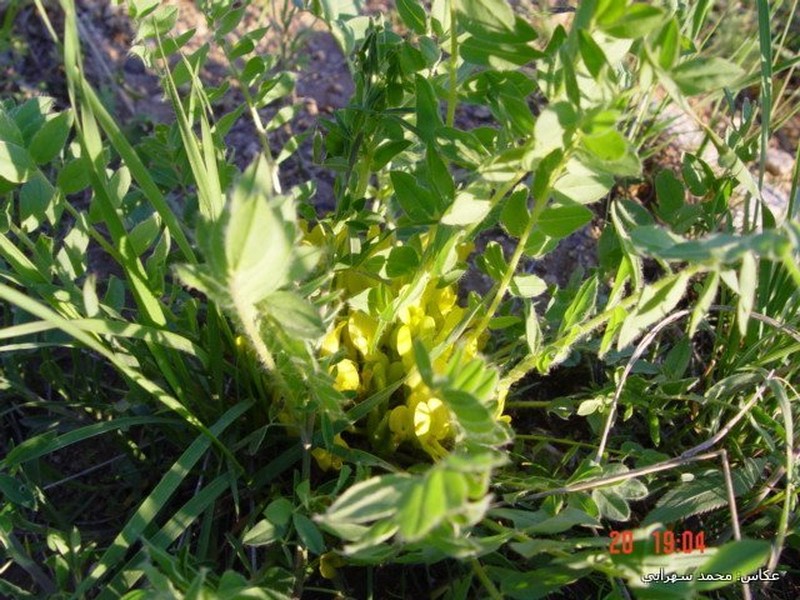 Astragalus kirpicznikovii