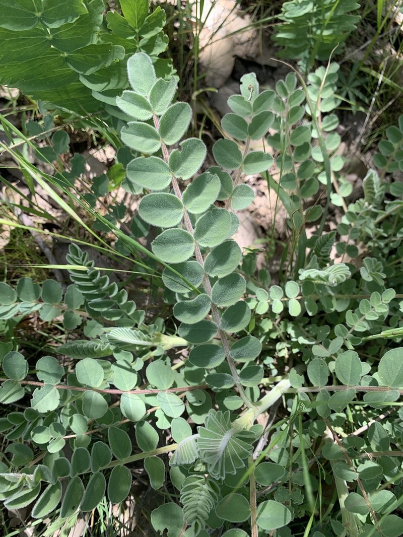 Astragalus kirrindicus