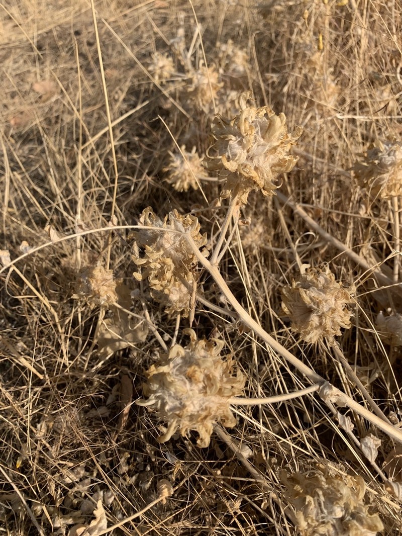 Astragalus kirrindicus photo 2