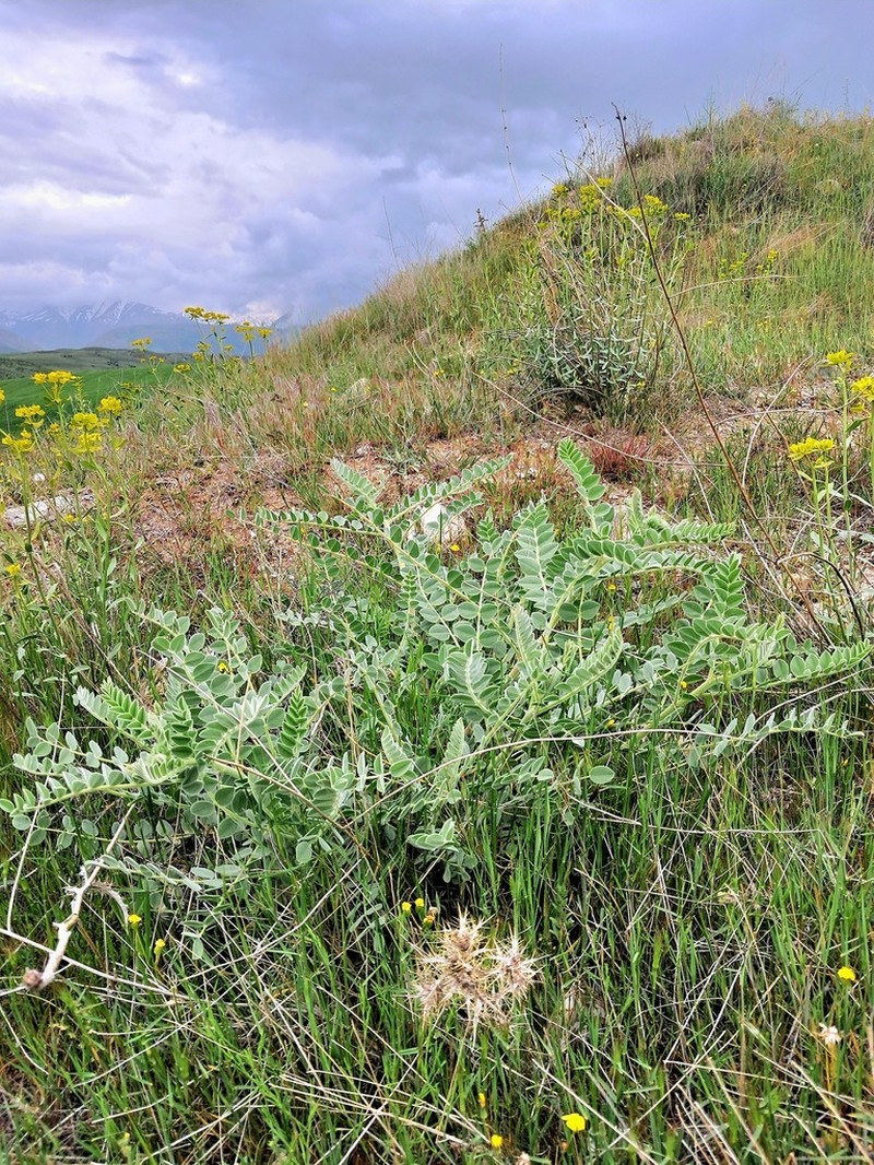 Astragalus kirrindicus photo 3