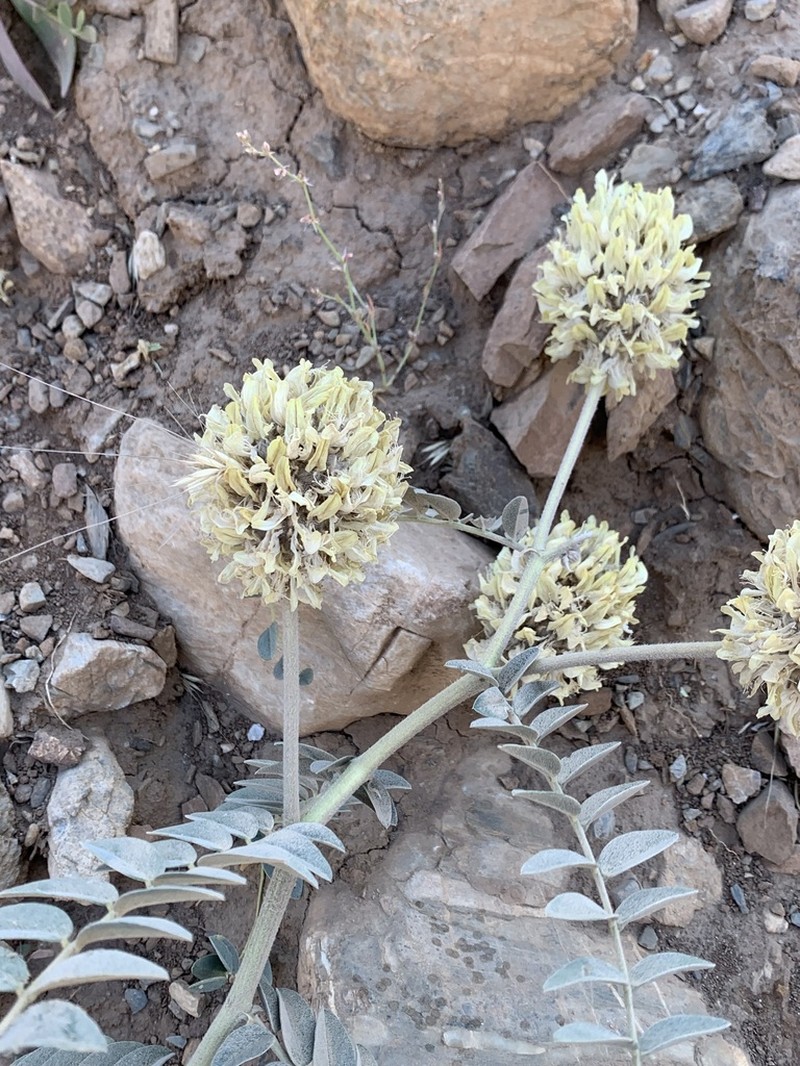 Astragalus kirrindicus photo 4
