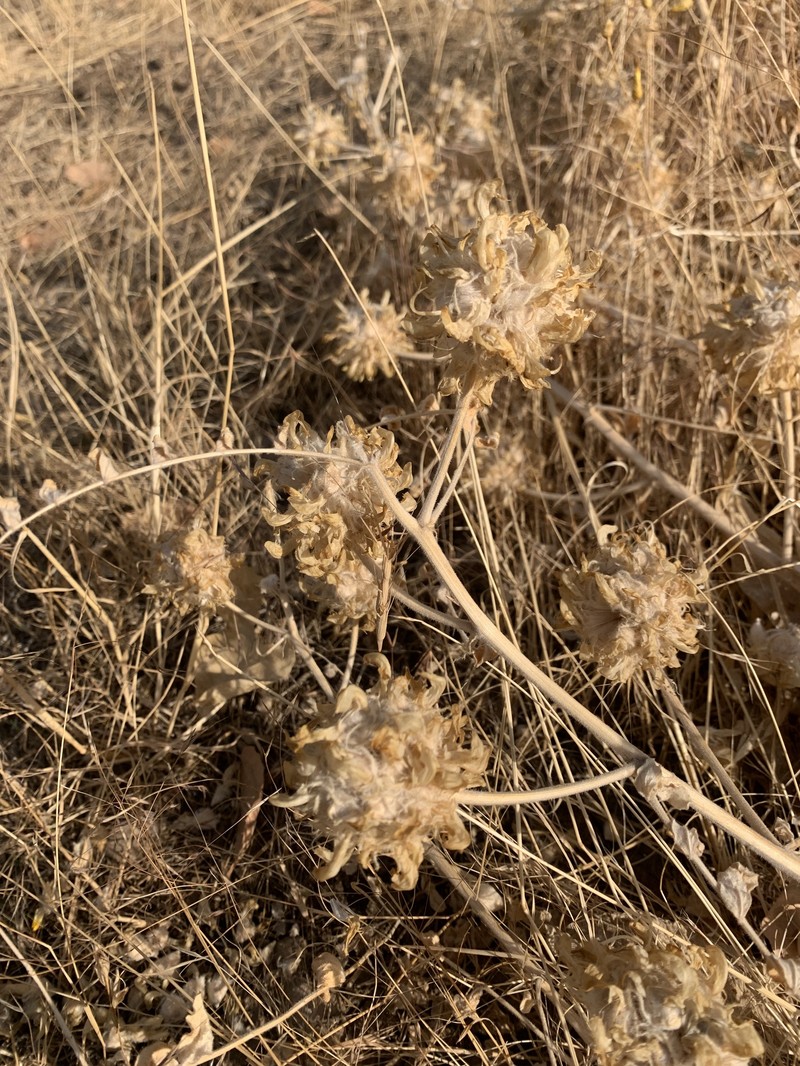 Astragalus kirrindicus photo 8
