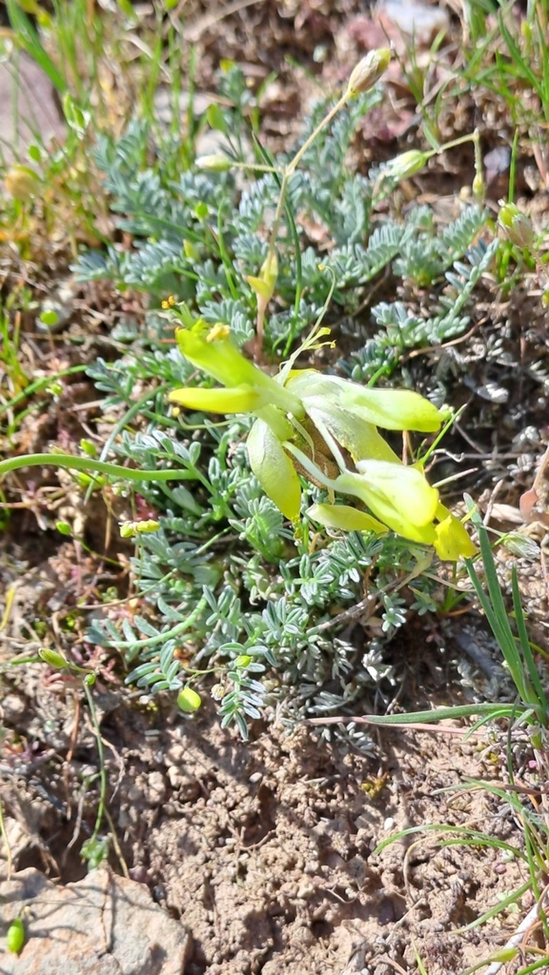 Astragalus knorringianus