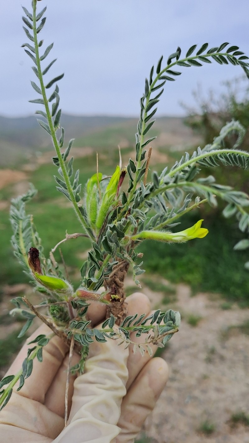 Astragalus knorringianus photo 2
