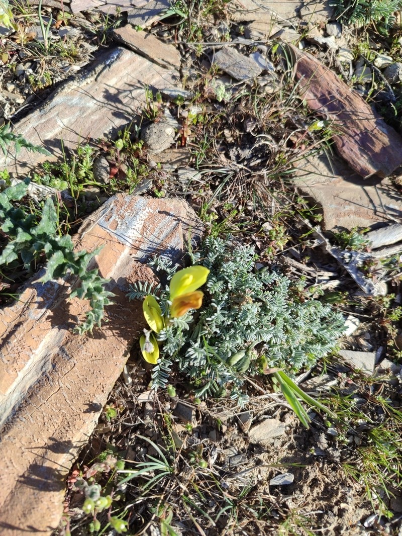 Astragalus knorringianus photo 3