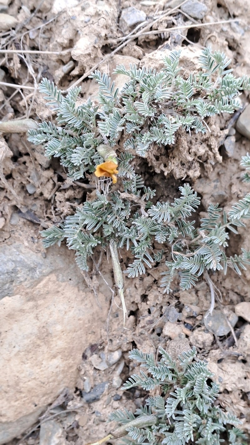 Astragalus knorringianus photo 4